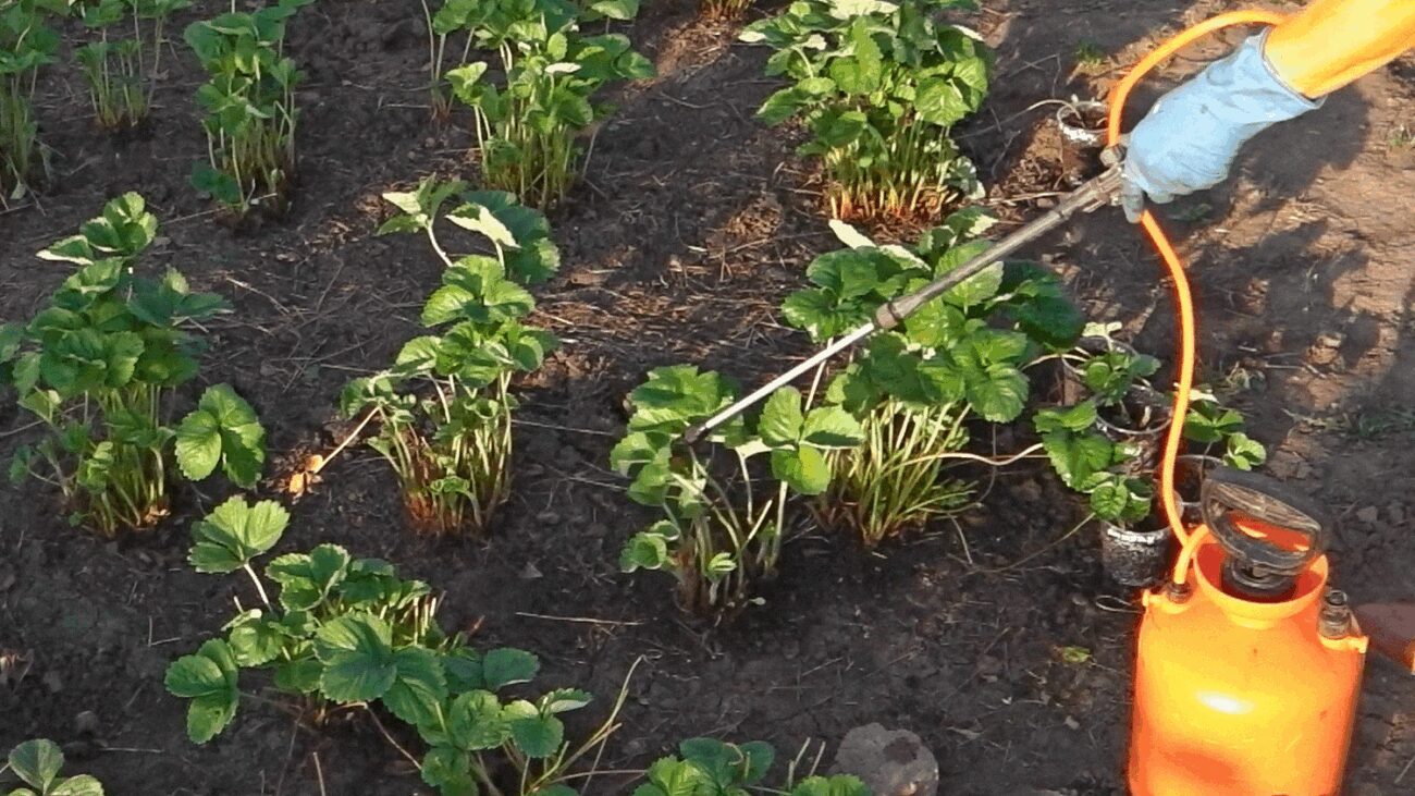 Городники назвали 5 помилок, через які знижується врожайність полуниці