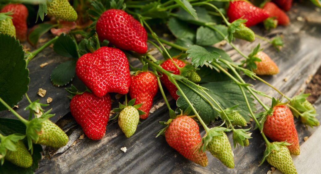 Чудес не буває: 3 хитрощі, які допоможуть збільшити врожай полуниці у рази – дуже важливі нюанси 