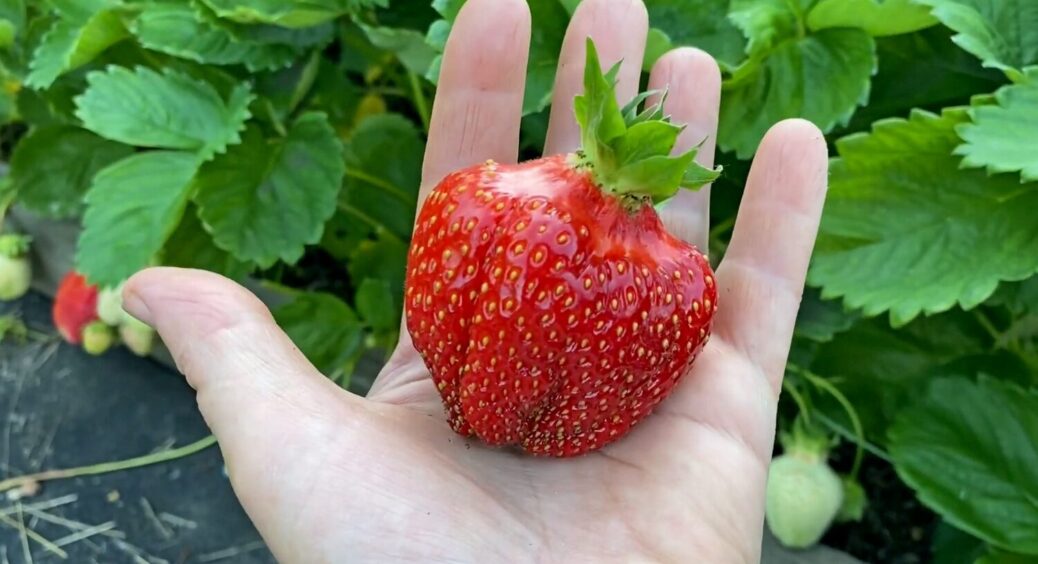 За 3 хвилини ви дізнаєтеся, як виростити велику полуницю наступного року – просто зробить ЦЕ 