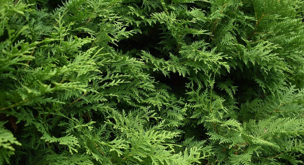 3 куща, які варто садити з розумом: ці красені справжні загарбники – їм тільки волю дай 