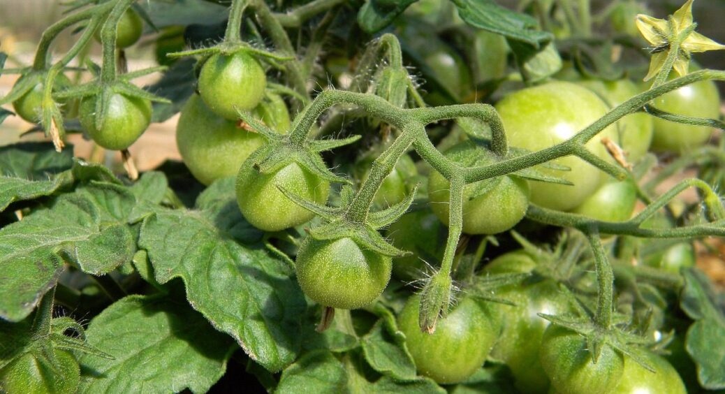 Розчиніть у воді цей недорогий, але ефективний порошок: абсолютно без хімії, а врожаю добре 