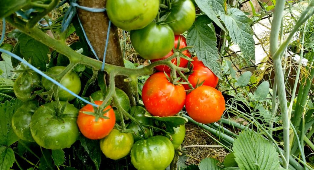 Є львівські круасани, а це львівські томати: чемпіони серед сортів 2025 — і в холод, і в спеку 