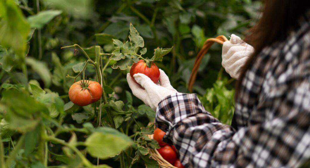 Плоди не тріскатимуться та не гнитимуть: 3 кроки, які врятують помідори — вродить “дай Боже” 