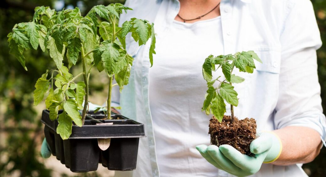 Щоб розсада помідорів гарно прижилася, треба дати ці 2 добрива: працює на грядках і в теплиці 