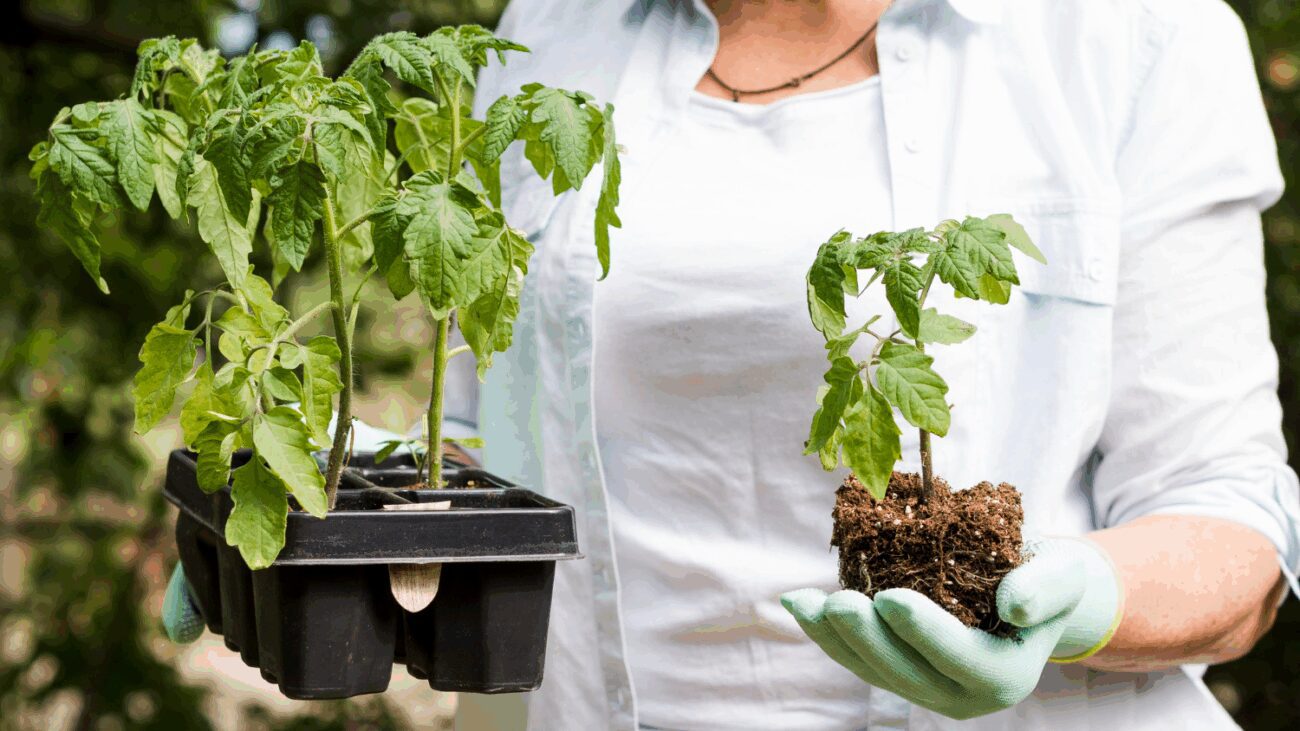 Аграрії пояснили, як допомогти розсаді томатів прижитися у відкритому ґрунті