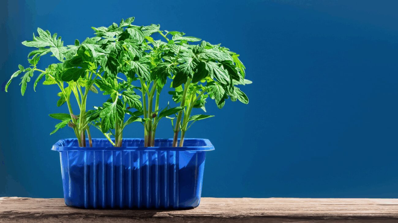 Аграрії пояснили, як допомогти розсаді томатів прижитися у відкритому ґрунті