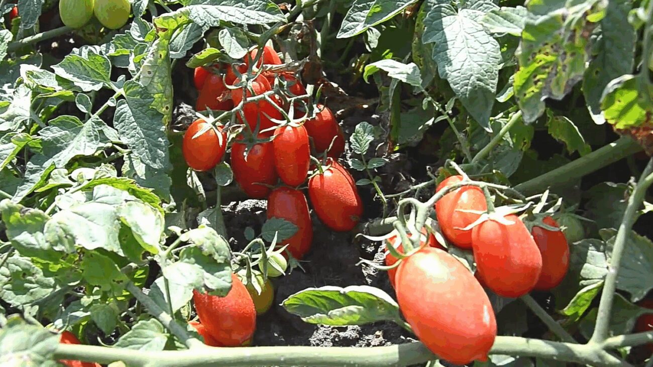 Аграрії порадили найкращий сорт помідорів чері