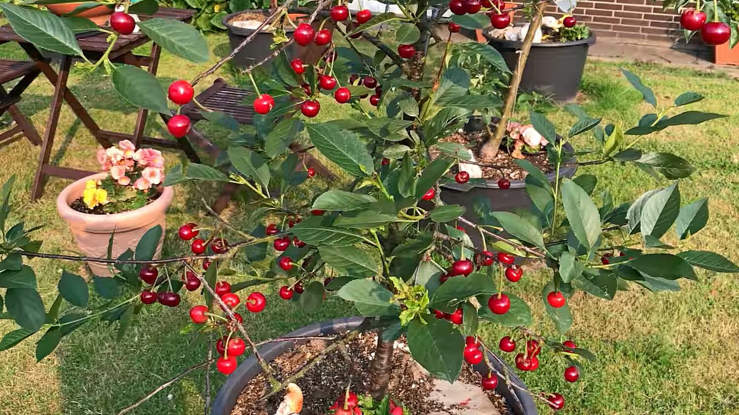 Садівники порадили 4 найкращих фруктових дерева для вирощування в горщиках