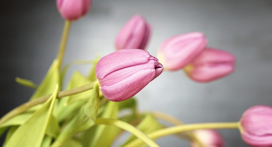 Усі мої тюльпани відцвіли… А потім зацвіли вдруге! Ділюсь секретом, бо мені не шкода 