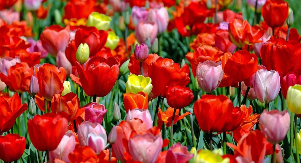 Тюльпани навесні цвітуть рясно: що зробити з цибулинами вже в грудні для гарного саду 