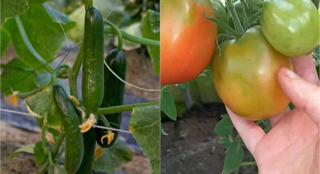 Всі дачники в захваті від них: 3 сорти огірків та 2 сорти помідорів, які дають найкращий урожай 