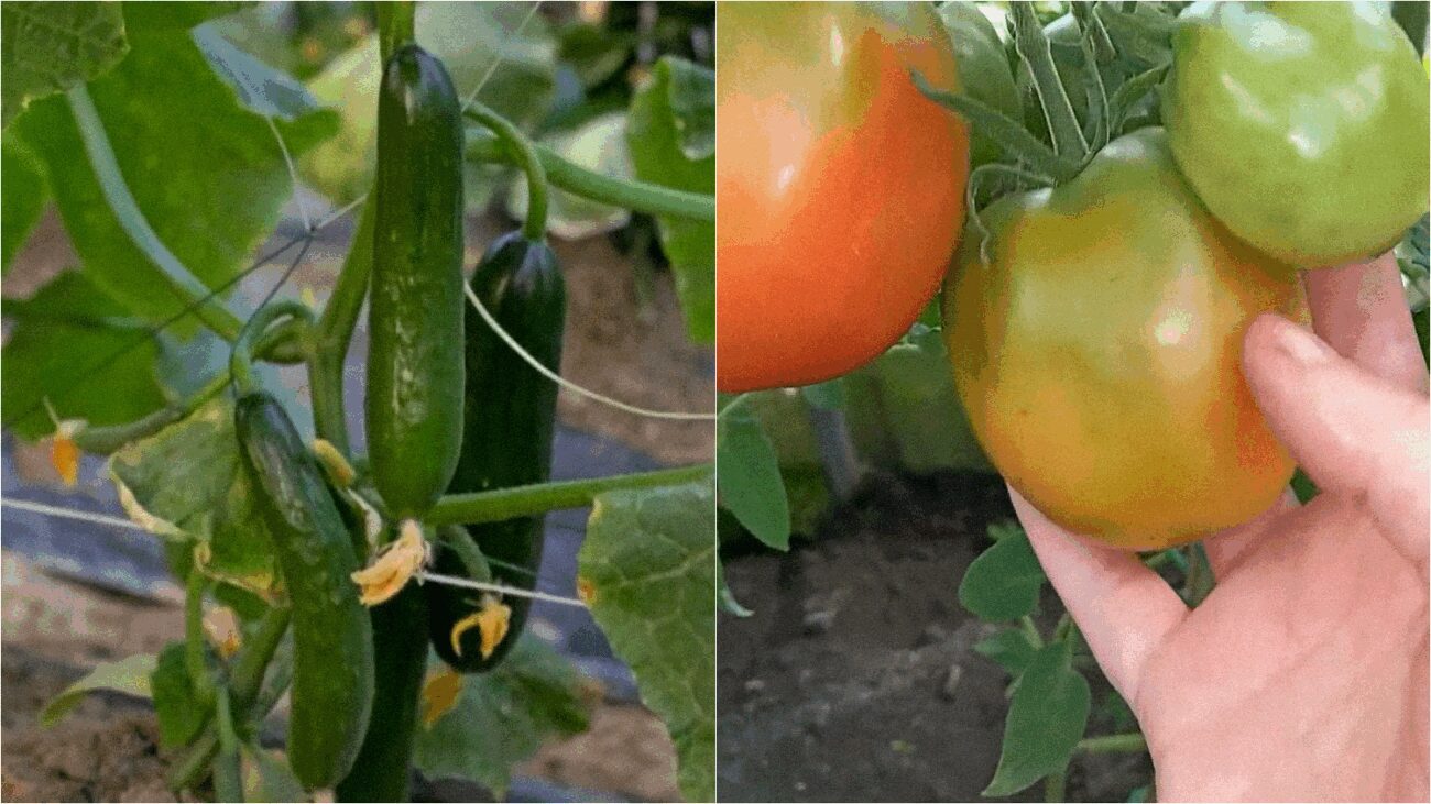 Аграрії назвали огірки та помідори з найбільшою врожайністю