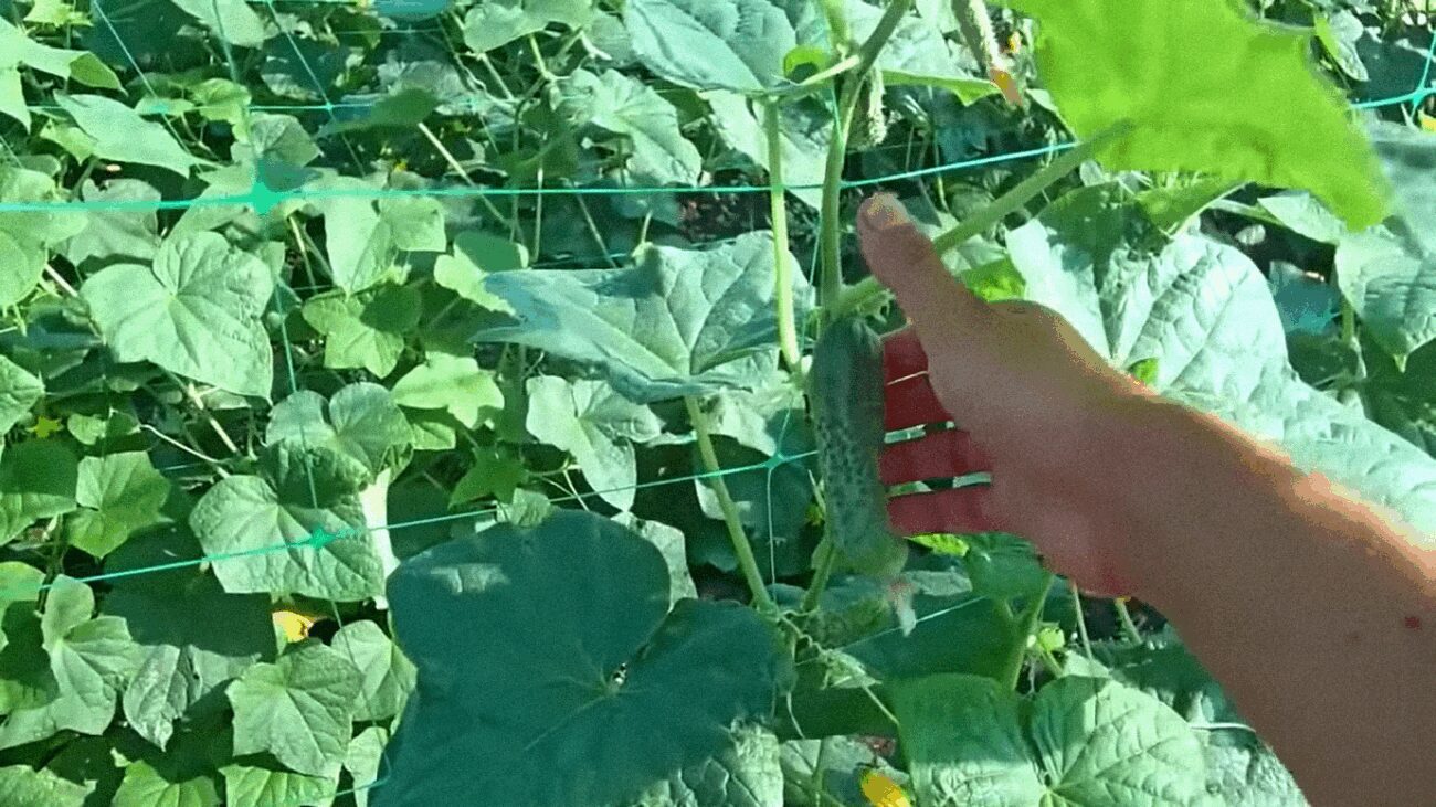 Садівники пояснили, що ніколи не можна класти в лунку під час садіння томатів