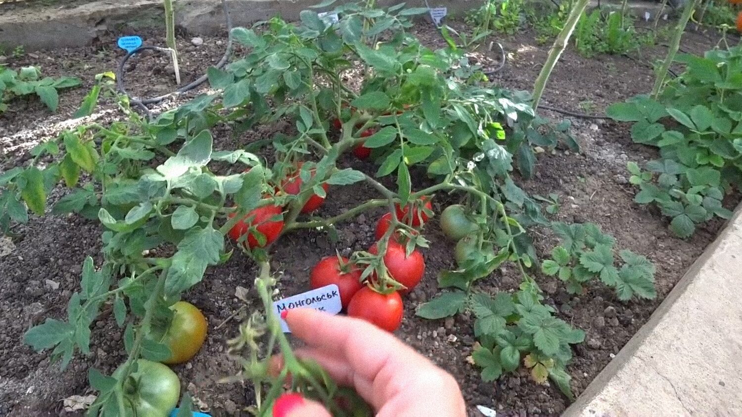 Аграрії назвали огірки та помідори з найбільшою врожайністю