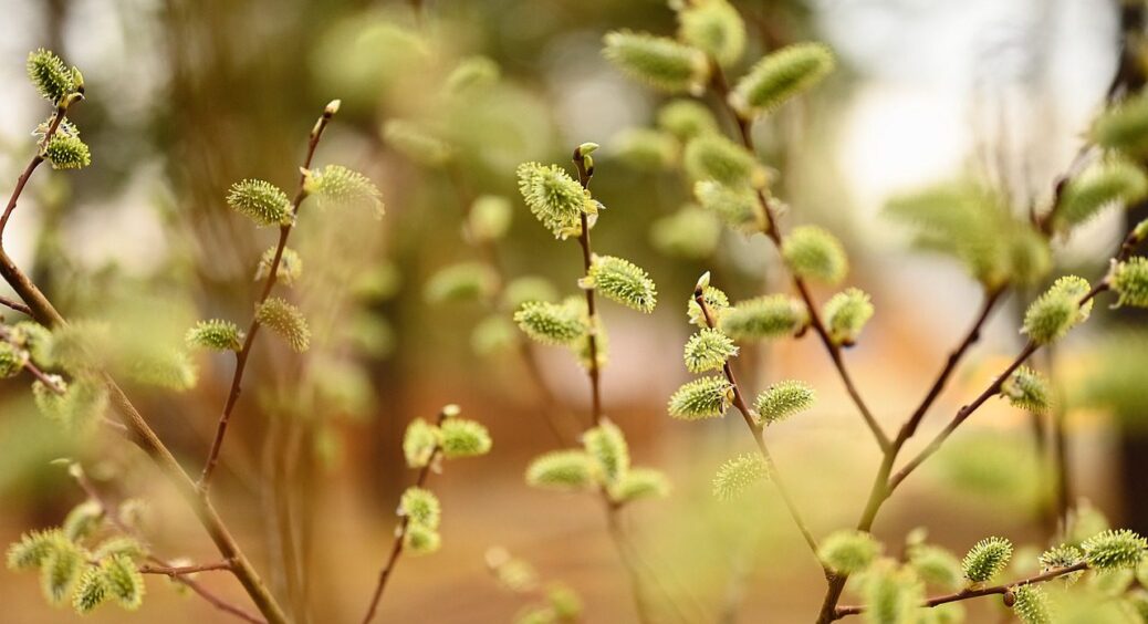 Вербна неділя 2025: 5 важливих справ, які християнам потрібно завершити напередодні 