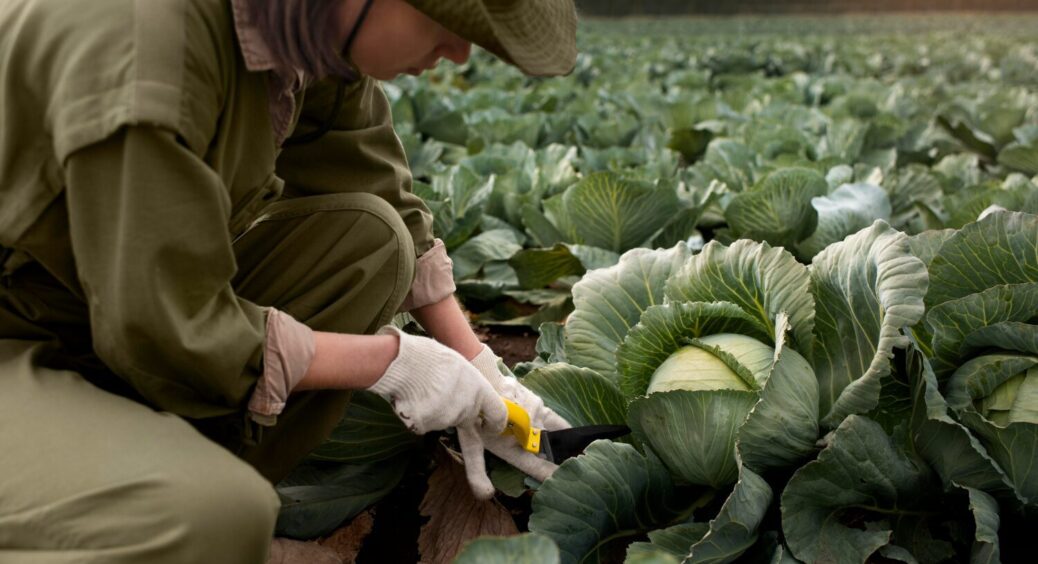 У 3 рази більші головки без зайвих зусиль: фермери порадили найкраще підживлення для капусти 