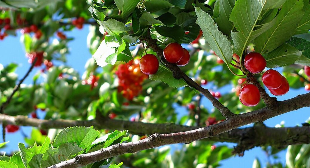 Від моніліозу вишню треба вчасно обробити: допоможуть фунгіциди і ці 5 сприятливих дат 