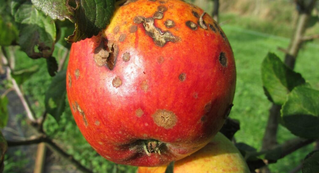 Врятує сад від моніліозу й парші: цей фунгіцид не залишить сліду від хвороб вже через 7 днів 