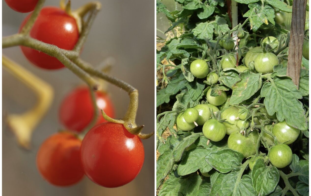 Городник розповів про прийом, завдяки якому можна подвоїти врожай помідорів