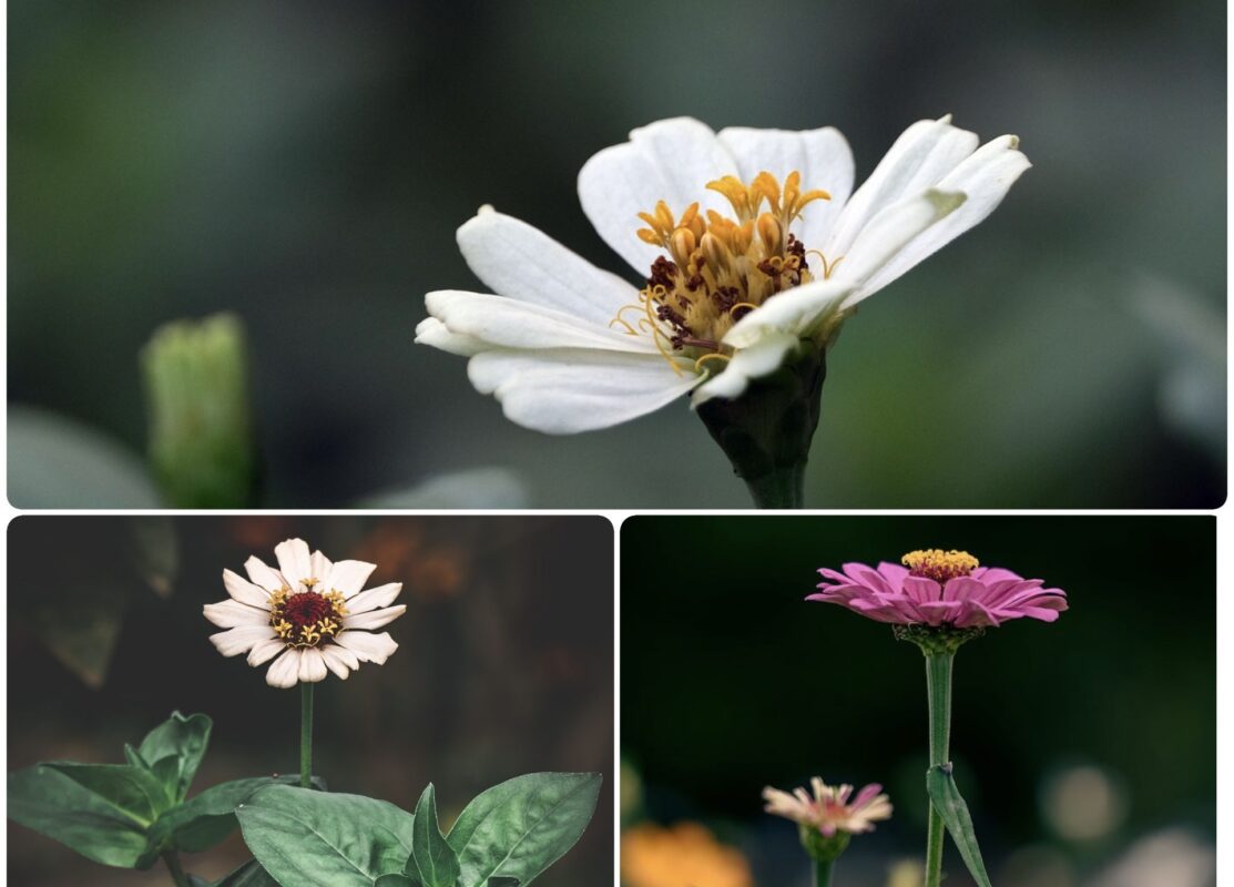 Як правильно вирощувати цинії