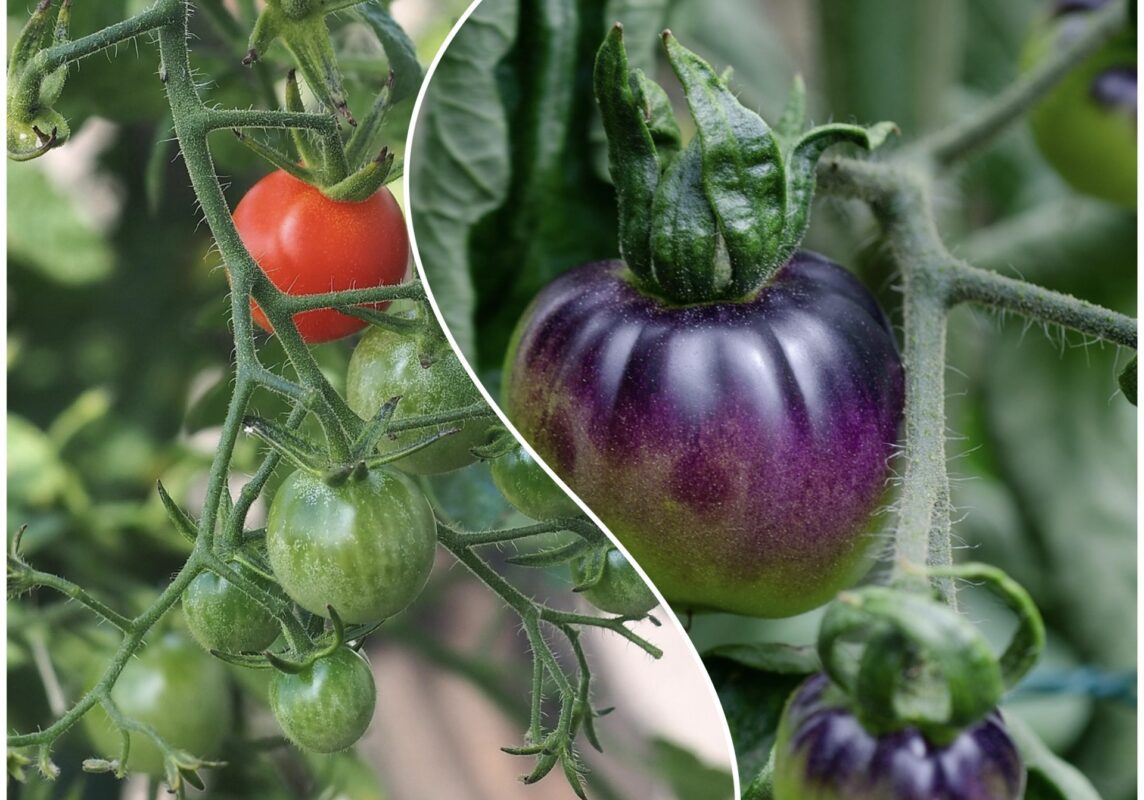 Агроном розповів, як підвищити врожайність томатів