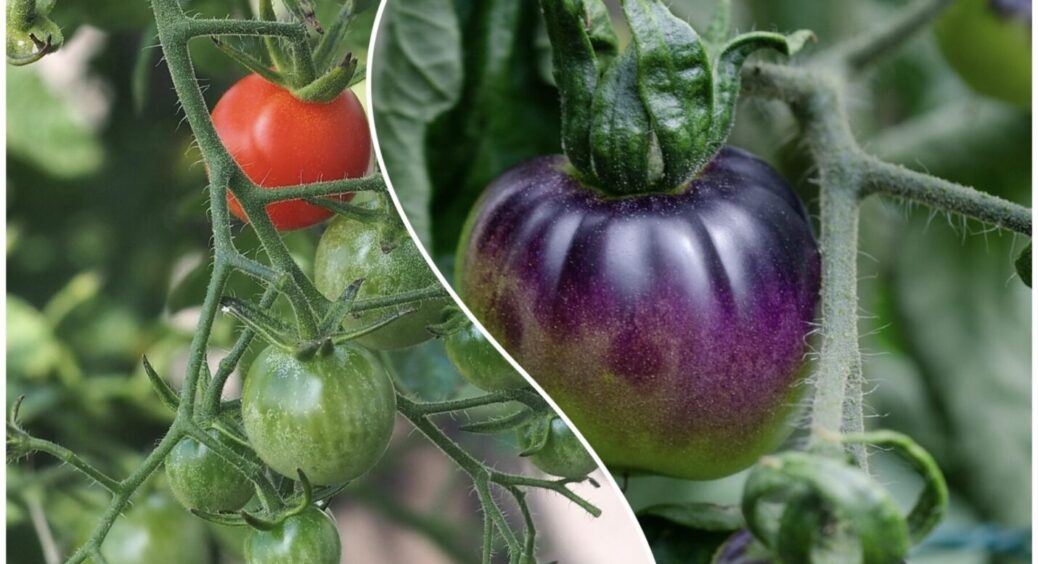 8 кілограмів помідорів з 1 куща, а ви все пасинкуєте: ось як зібрати рекордний врожай томатів 