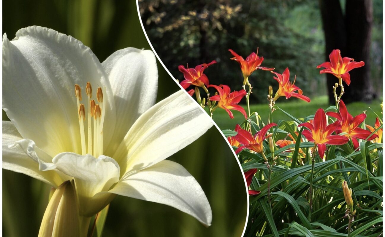 Геніальна підкормка для всіх типів і сортів лілій: цвітуть так пишно, що очей не відвести 