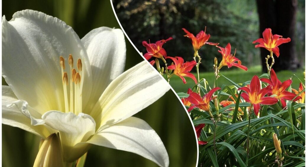 Геніальна підкормка для всіх типів і сортів лілій: цвітуть так пишно, що очей не відвести 