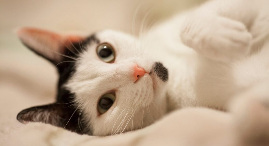 Чужий кіт прийшов до хати – що це значить? Народні прикмети радять: придивіться до кольору 