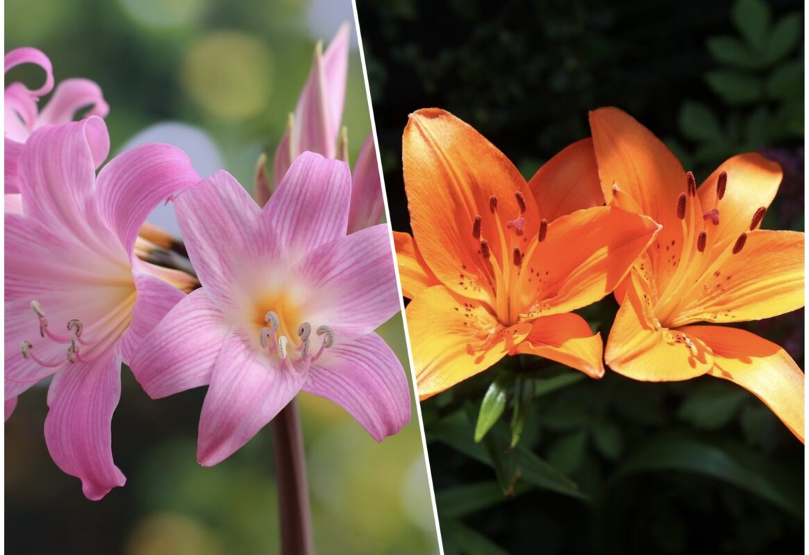 Квітникар розповів, чим підживити лілії у травні 