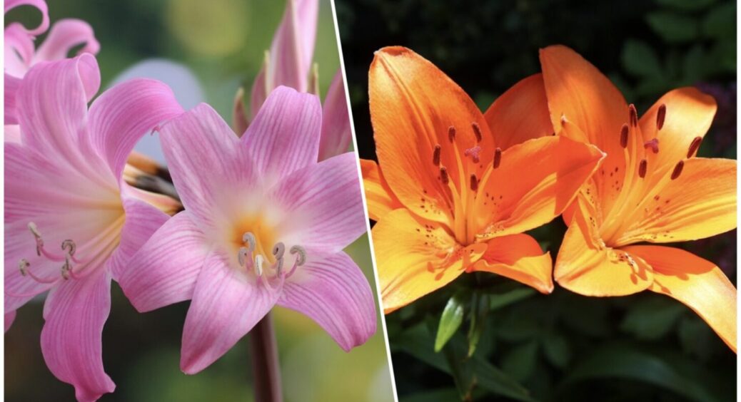 Секрет пишних лілій: чим підживити квіти у травні 2025 – виростуть півтораметровими красунями 