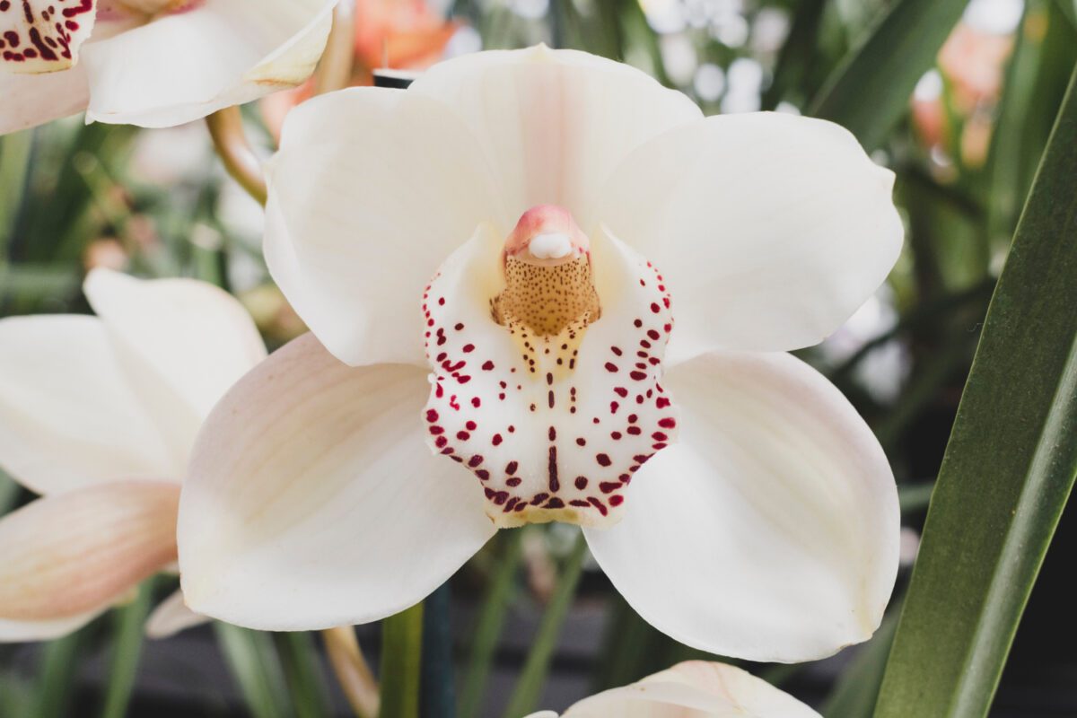 Квітникарі розповіли, як врятувати орхідею, в якої надломився квітконос