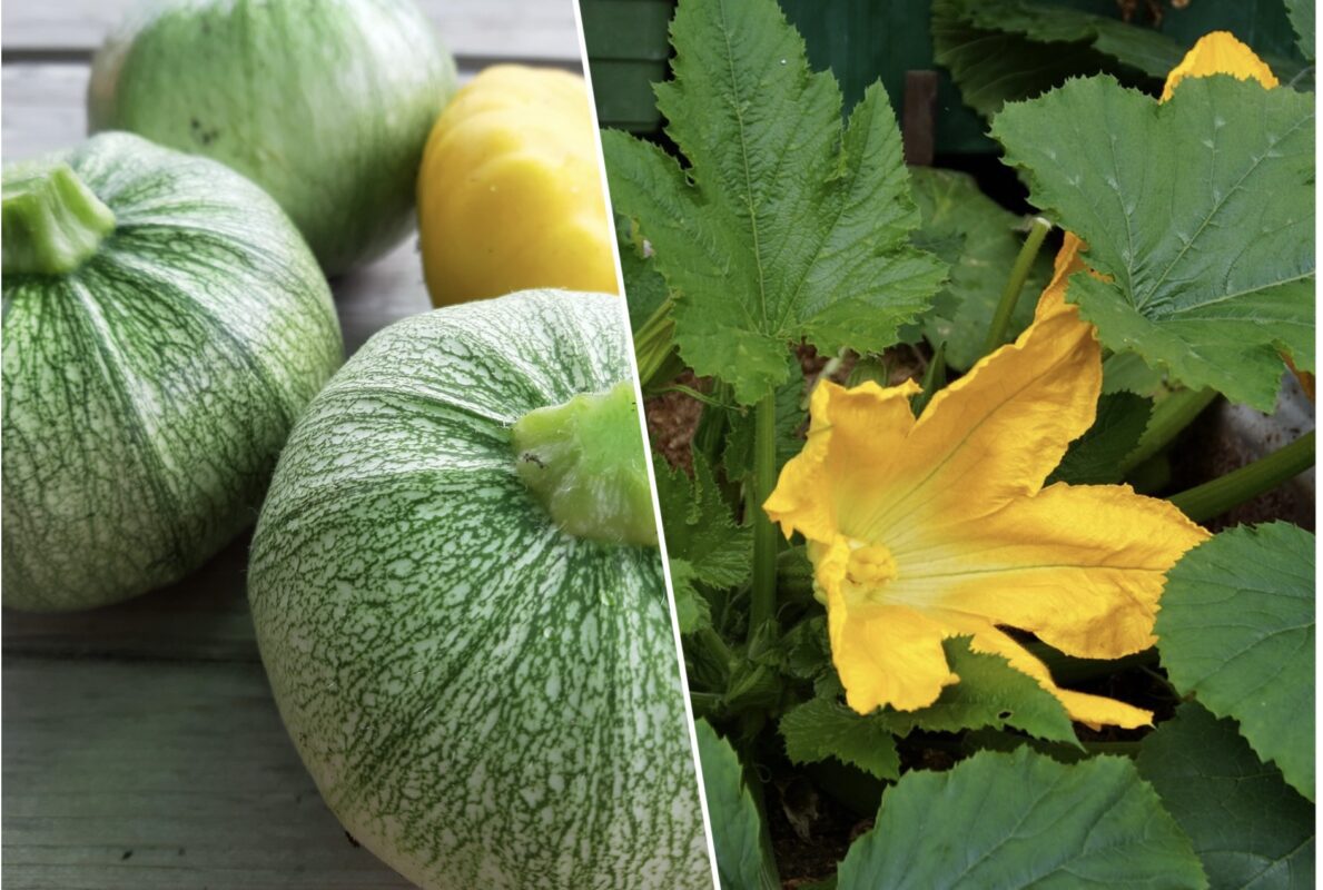 Які рослини не варто висаджувати поруч з кабачками