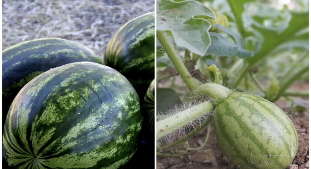 Ці кавуни ростуть як на дріжджах на Київщині: 5 найкращих сортів – солодкі, великі, соковиті 