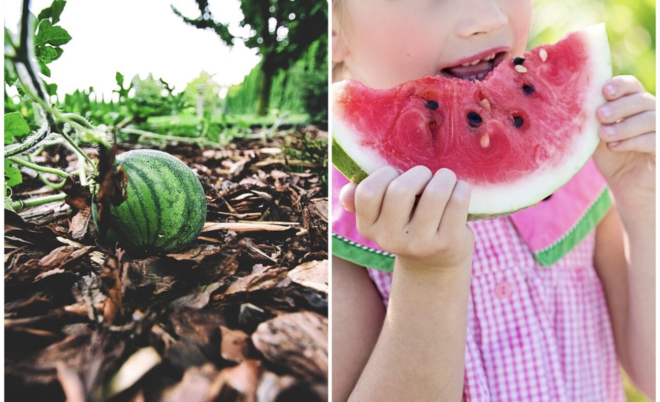 Які сорти кавунів обрати для вирощування на Одещині