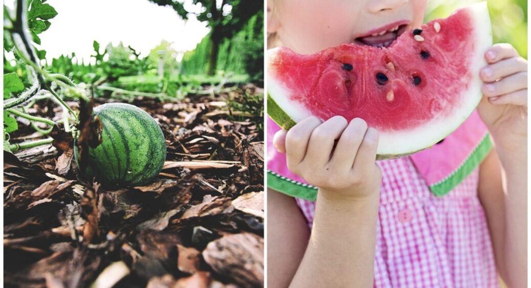 Виростає навіть у посушливих регіонах. Найкращі 5 сортів кавунів для вирощування в Одесі 