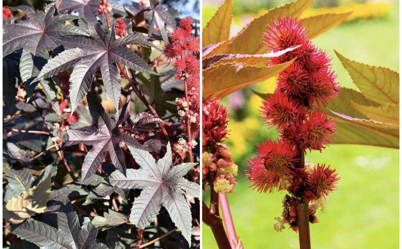 Садівник порадив незвичайний сорт рицини для подвірʼя 