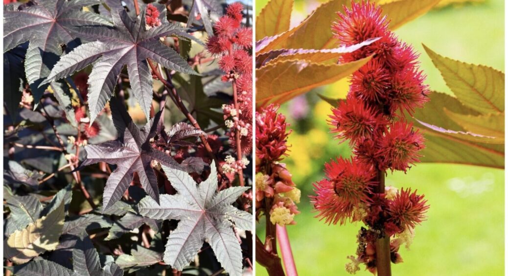 Незвичайна рицина, яка перетворить подвір’я на рай: цей сорт — найшикарніший з усіх 