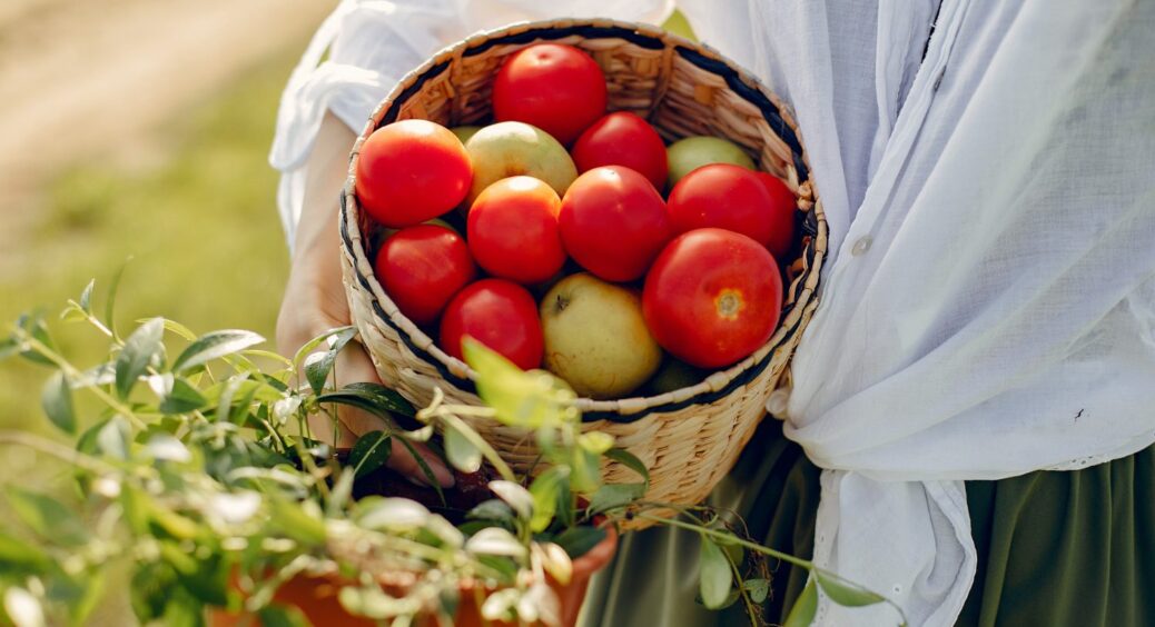 Головний секрет томатів без фітофтори: 2 шт. на 10 л води – ось що брати і в якій послідовності 
