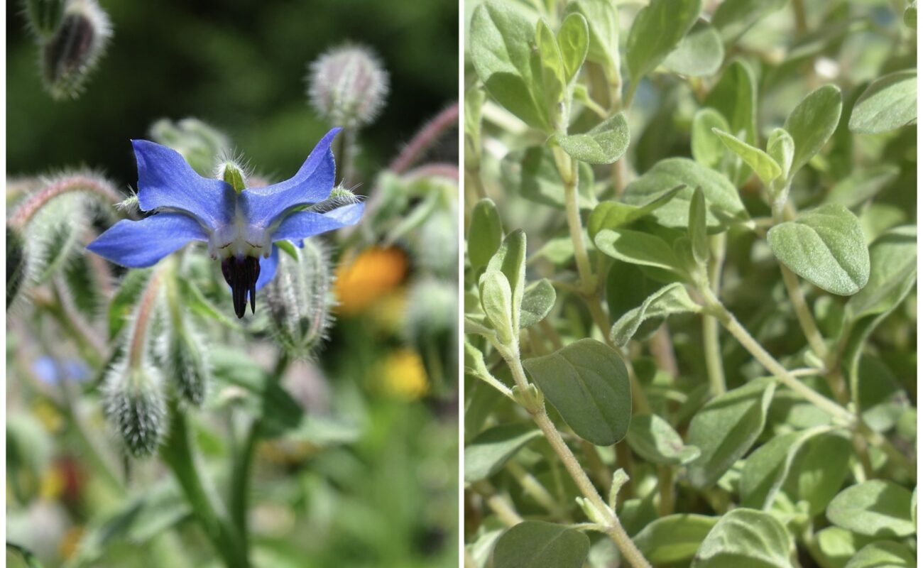 Агроном розповів, які пряні трави варто висадити на ділянці  