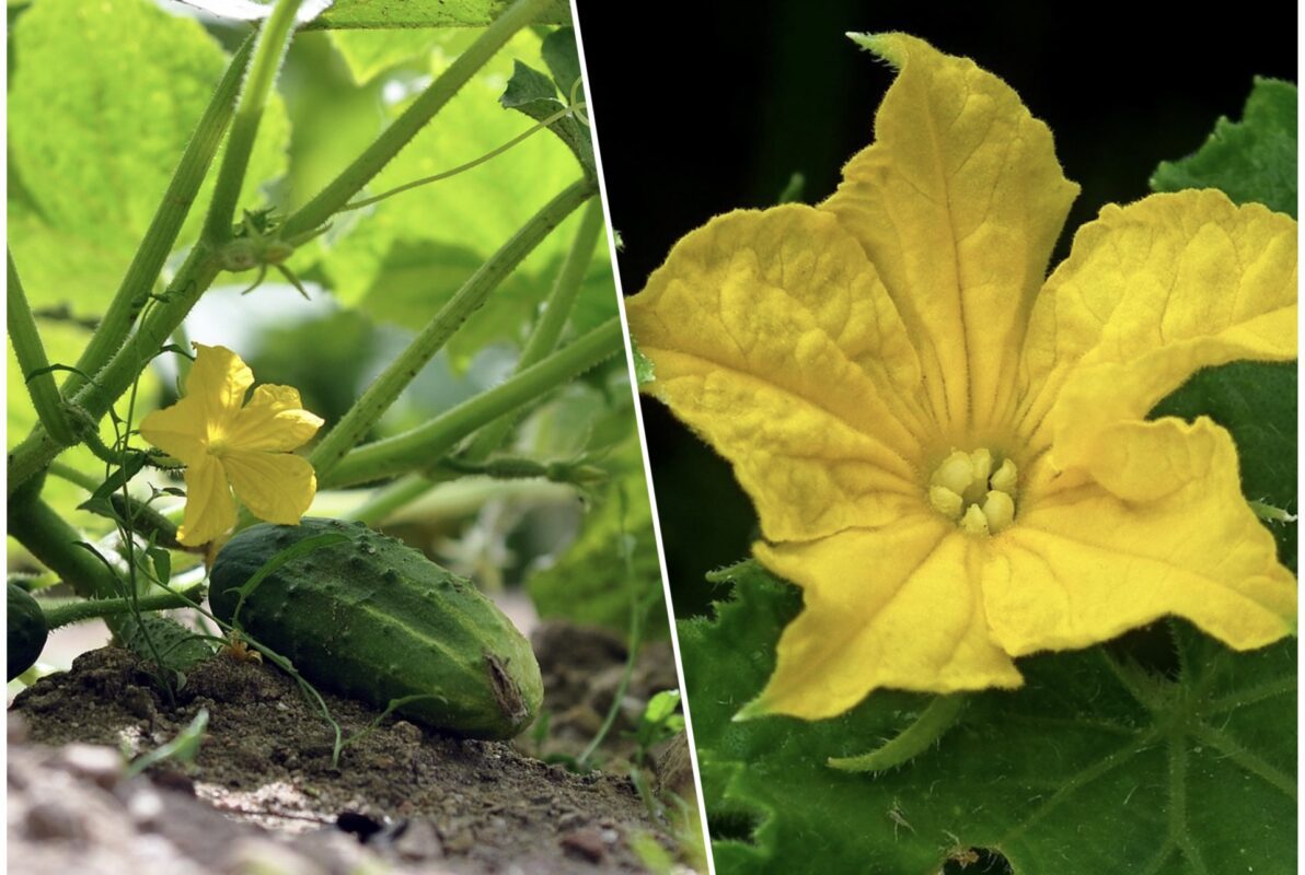 Як уникнути деформації огірків