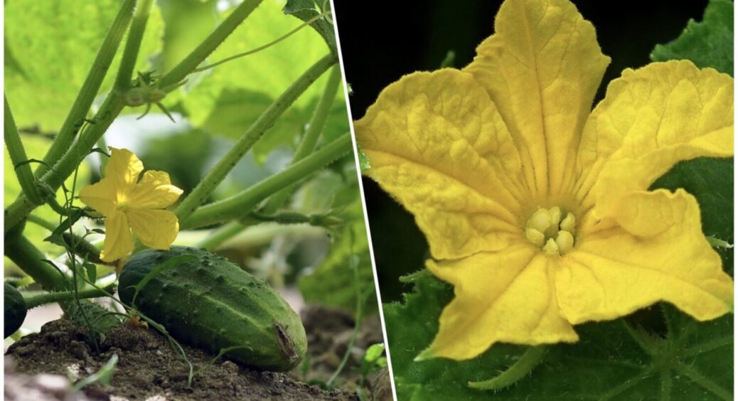 Ні – деформованим огіркам: полийте їх цим через 7 днів, і вони будуть рівненькі як на підбір 