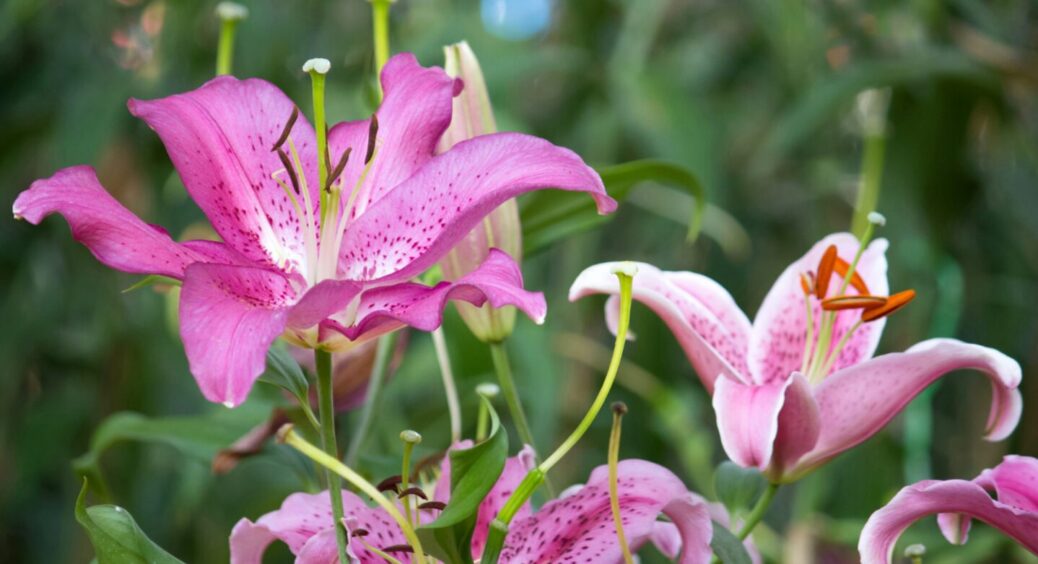 Фонтан із лілій в саду: як зробити клумбу, яка схожа на квітковий рай — 4 простих кроки 