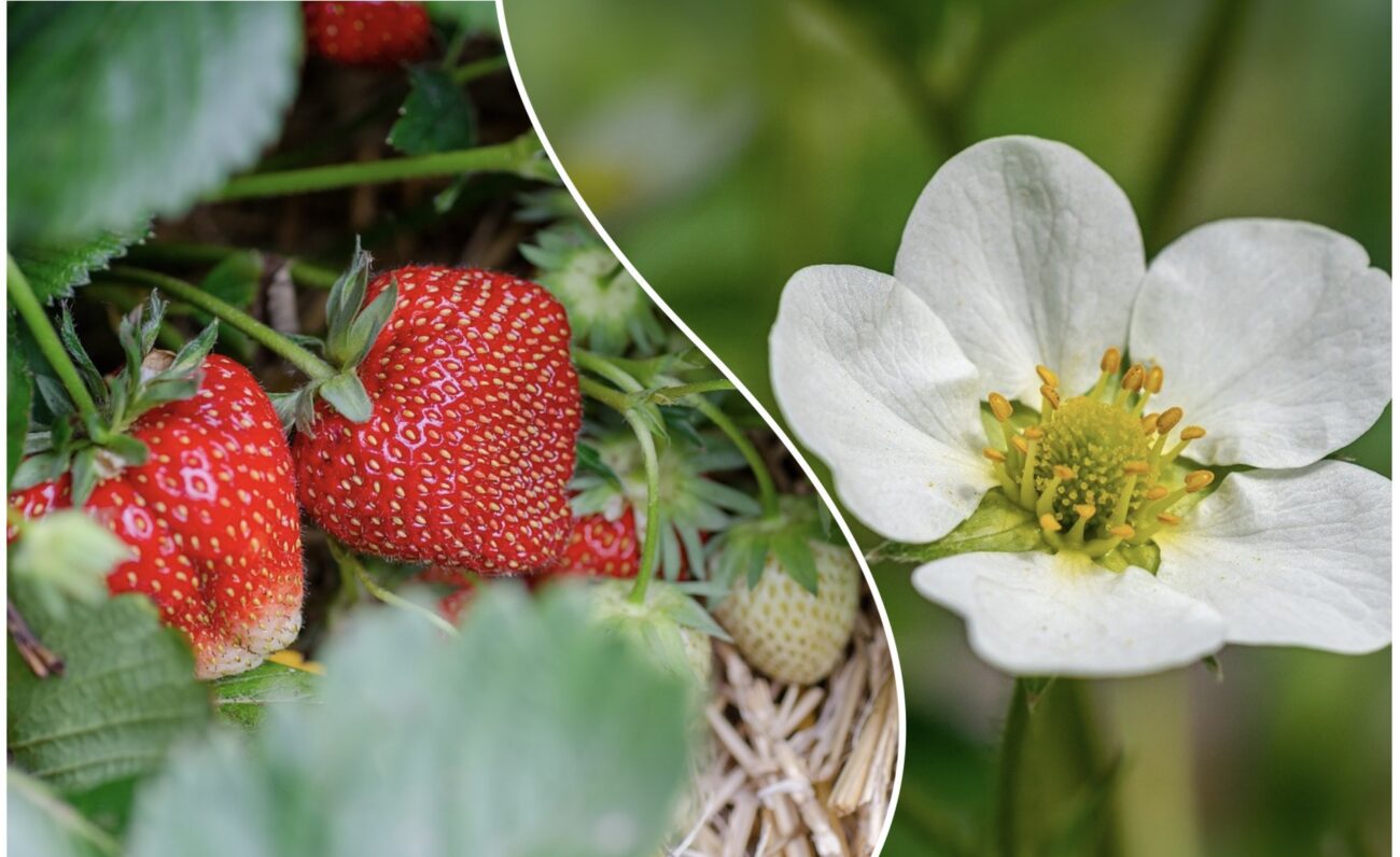 Агроном розповів, як спровокувати цвітіння у полуниці після плодоношення