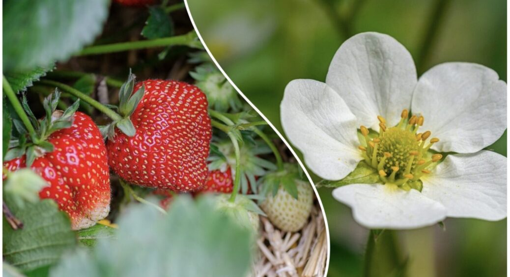 Полуниця покриється квітами одразу після першого плодоношення: 1 засіб, який працює завжди 