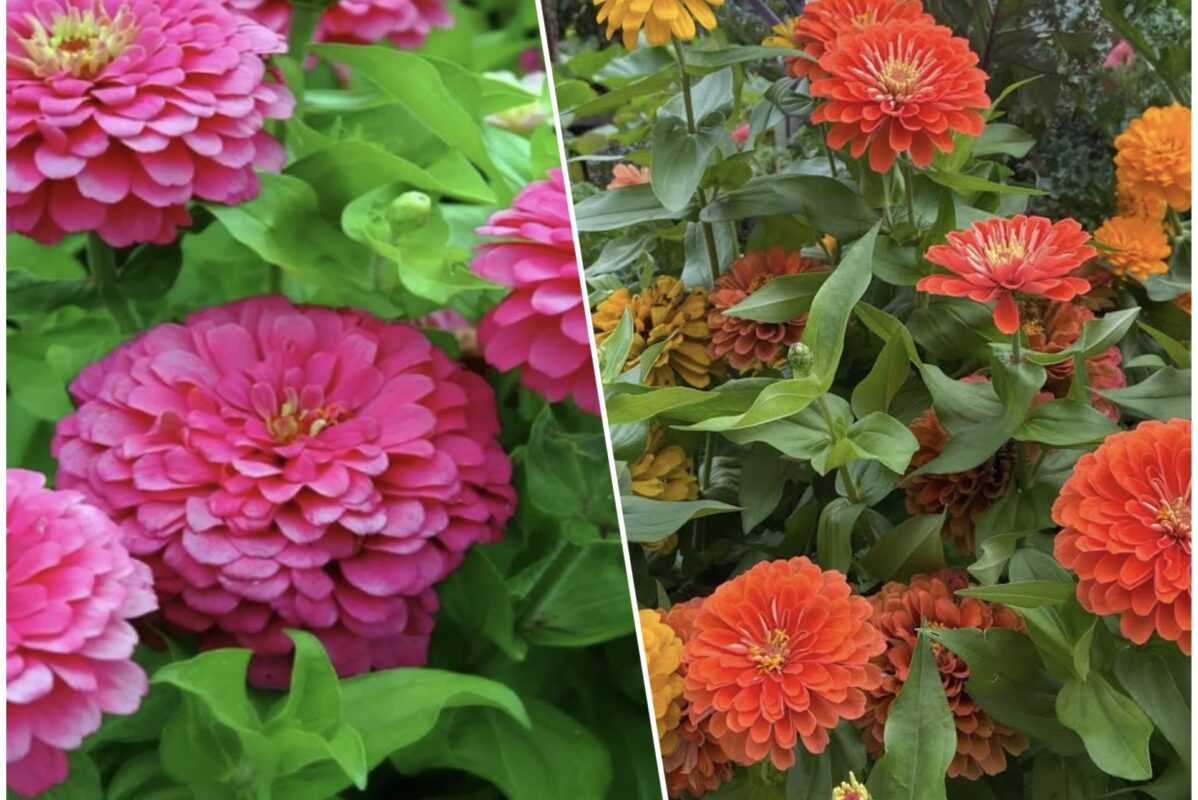 Чому господині висаджують цинії