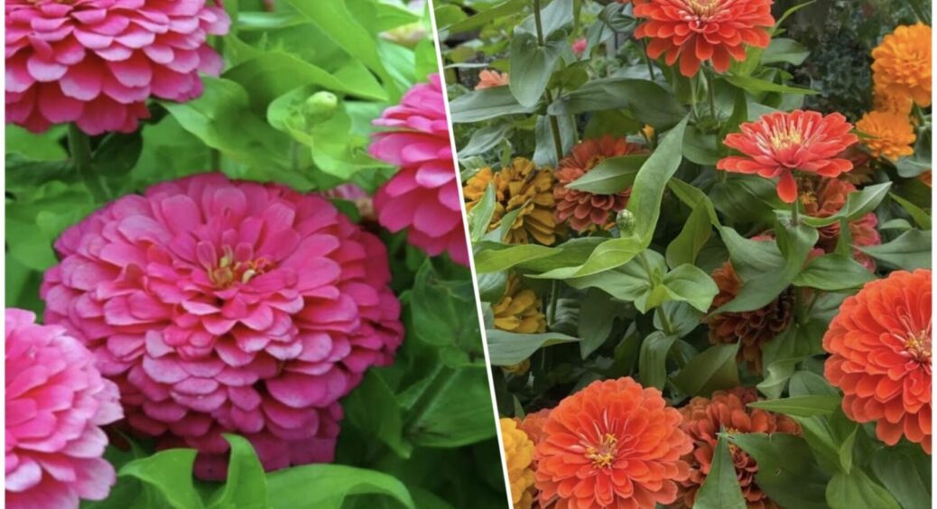 У досвідчених господинь на Одещині в 2025-му все в циніях: навіщо їх висаджують 