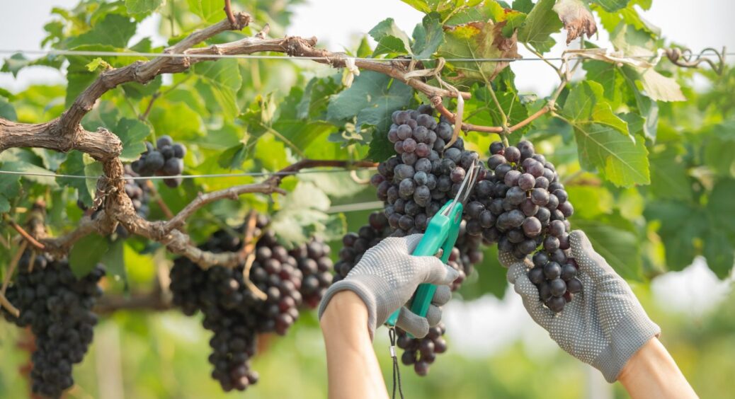 Весняна обрізка винограду без помилок: покроковий “гайд” для садівників-початківців 