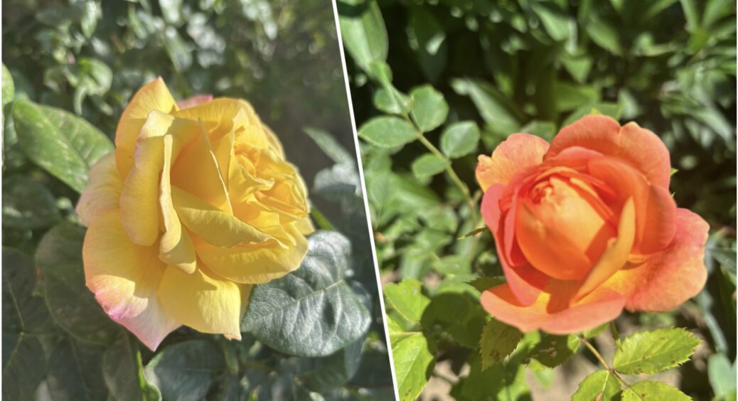 Щоб цвіли як у берлінському ботанічному саду: 3 супер-поради по догляду за будь-якими трояндами 