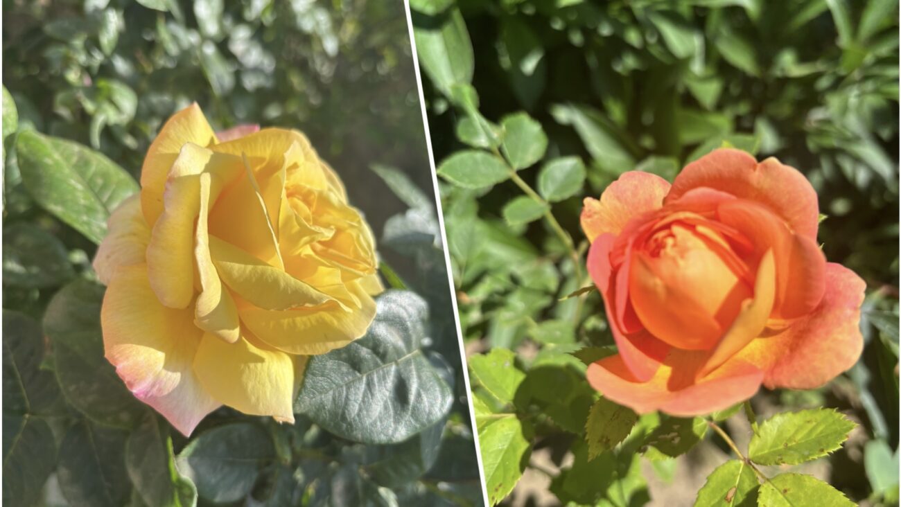 Квітникар розповів, що треба зробити для пишного цвітіння троянд